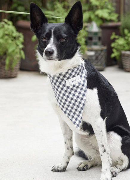 Pattern, Burda, 5702, Pet Accessories