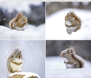The Secret Life Of Squirrels