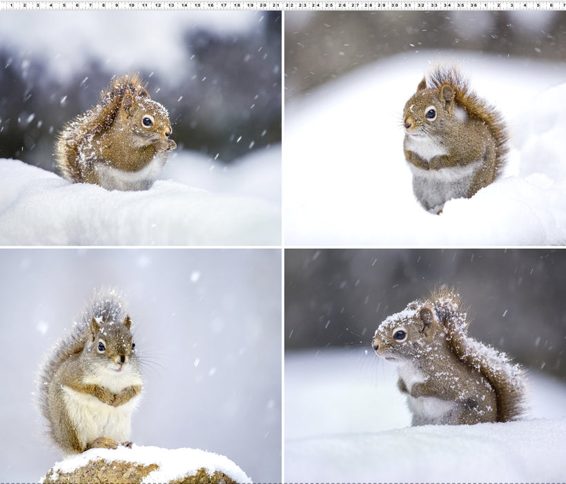 The Secret Life Of Squirrels