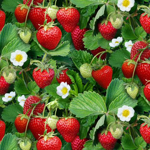 Berry Good Collection, Green Strawberries, 507E-GRN