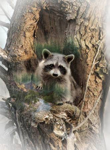Fabric Panel, Forest Call Of The Wild, Raccoon,  32 1/2in x 44in # T4958H-44